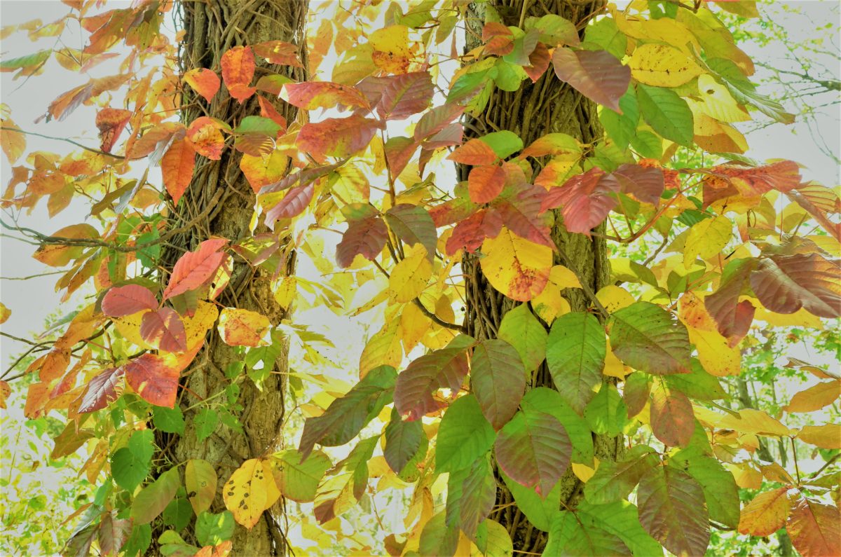 奥志賀渓谷入り口のカラフルな紅葉です。